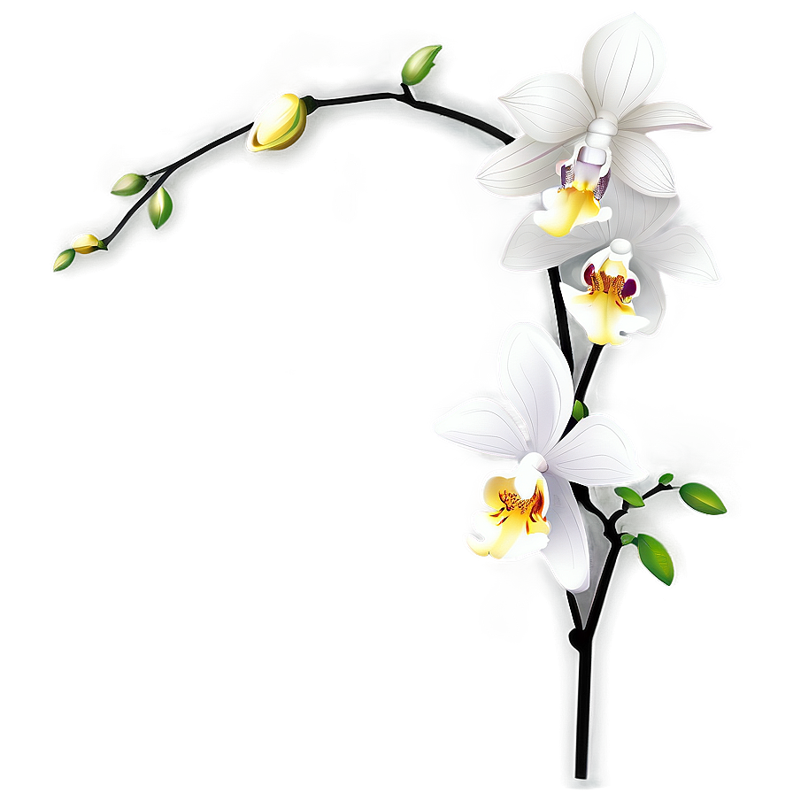 Orchid Vector Png Ahi33