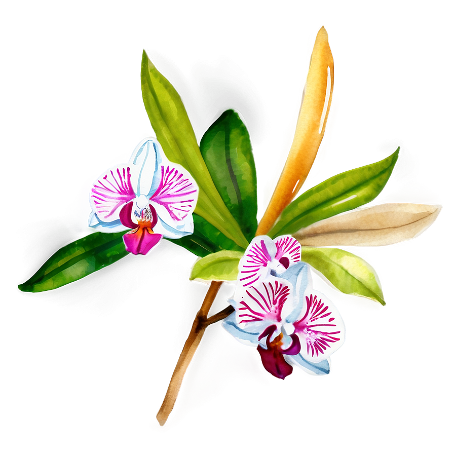 Orchid Watercolor Png 05242024