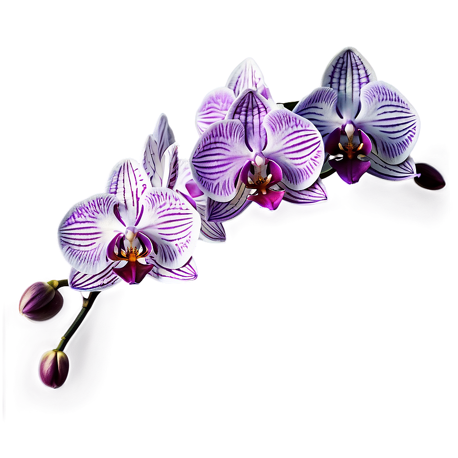 Orchid Watercolor Png 05242024