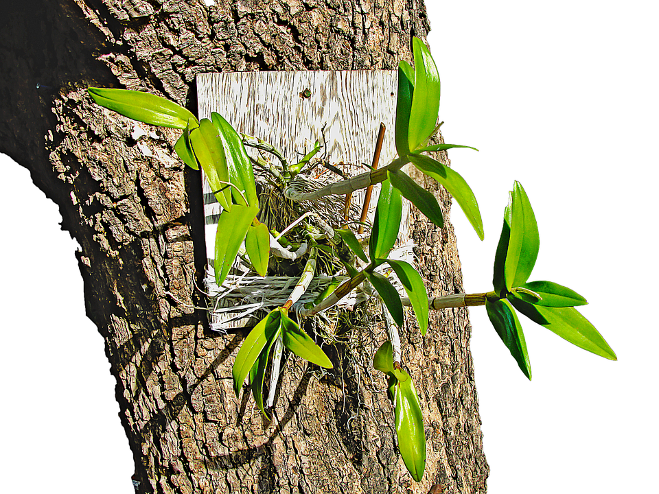 Orchidon Tree Bark