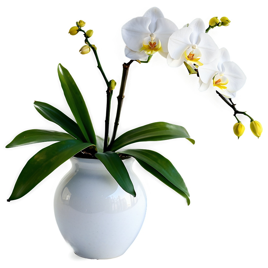 Orchids In Vase Png 06272024