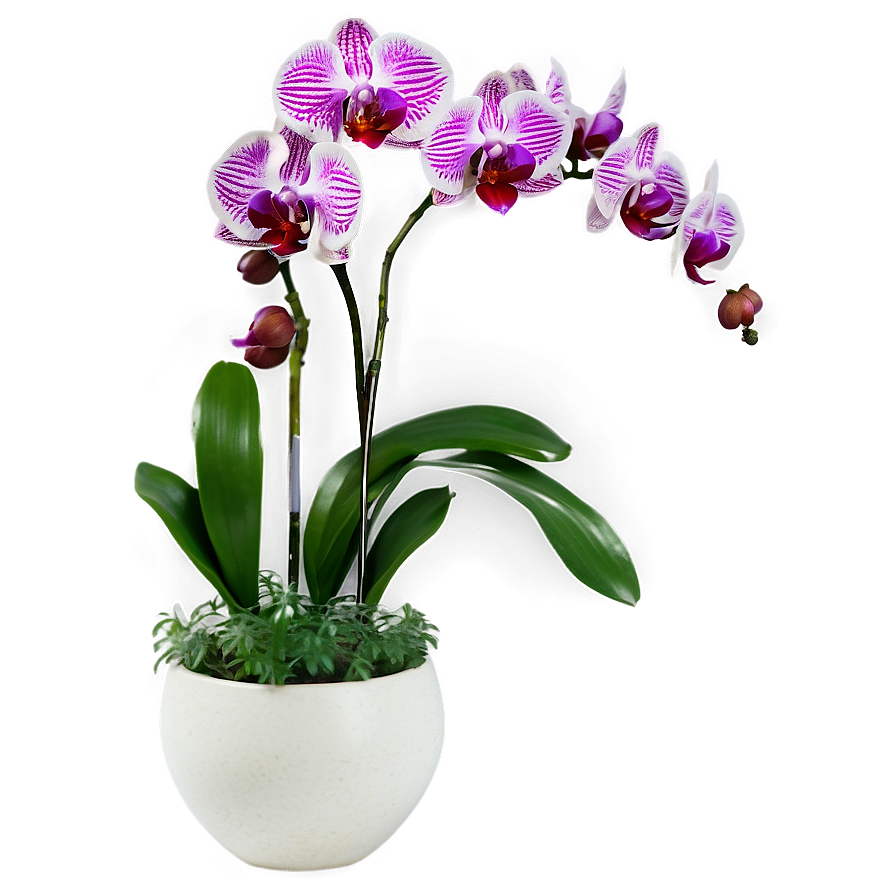 Orchids In Vase Png Cxi84