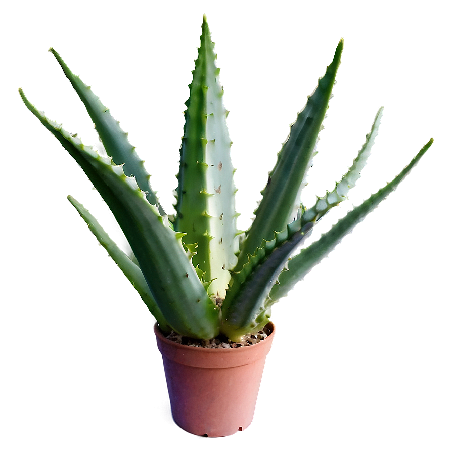 Organic Aloe Vera Plant Png Vbe95