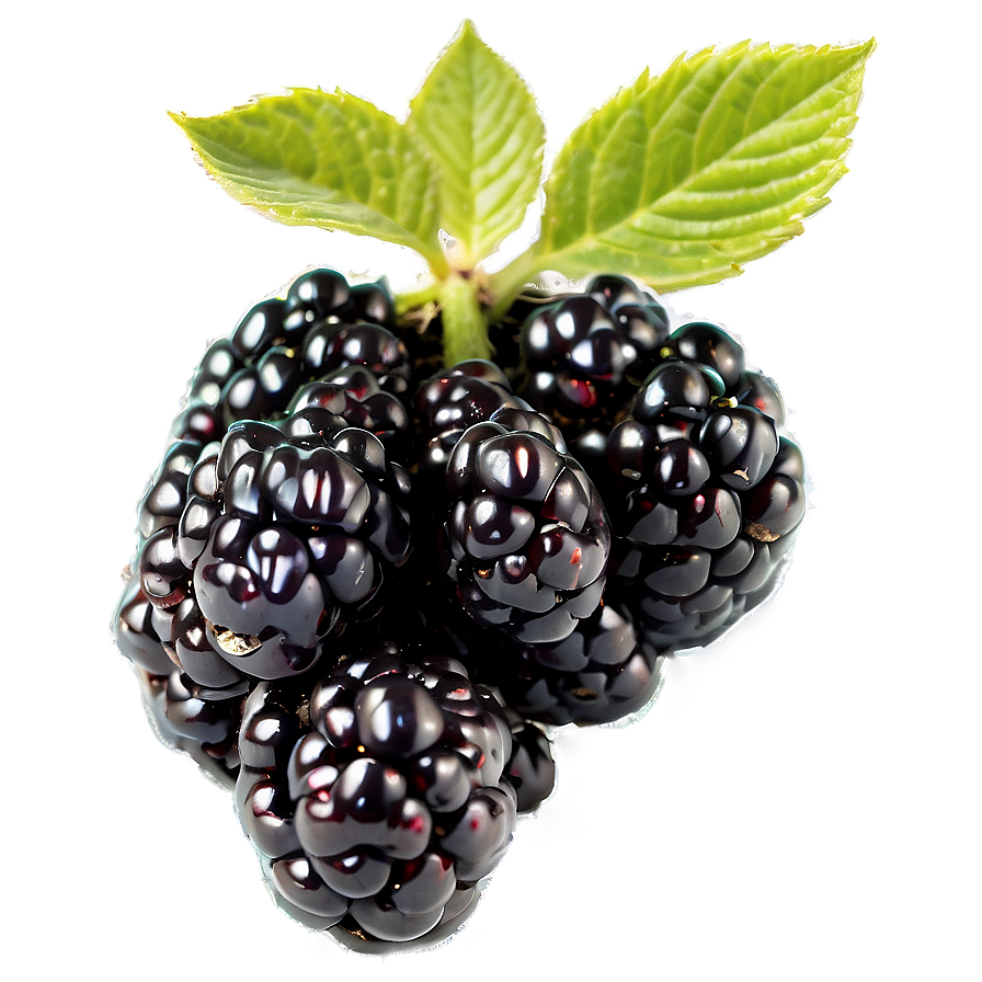 Organic Blackberry Png 41