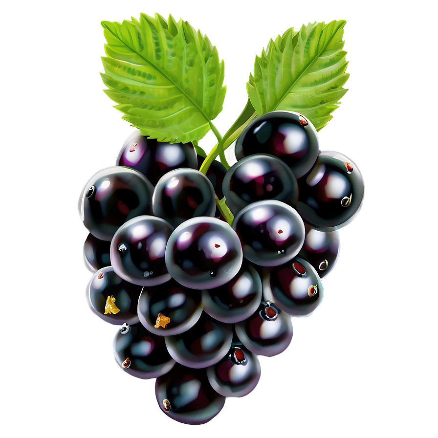 Organic Blackberry Png Sqx