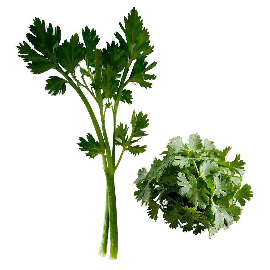 Organic Cilantro Png Uos71