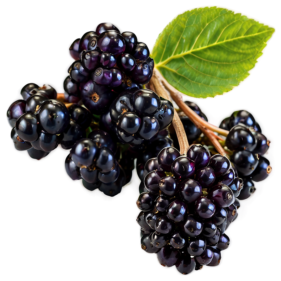 Organic Elderberry Png 87