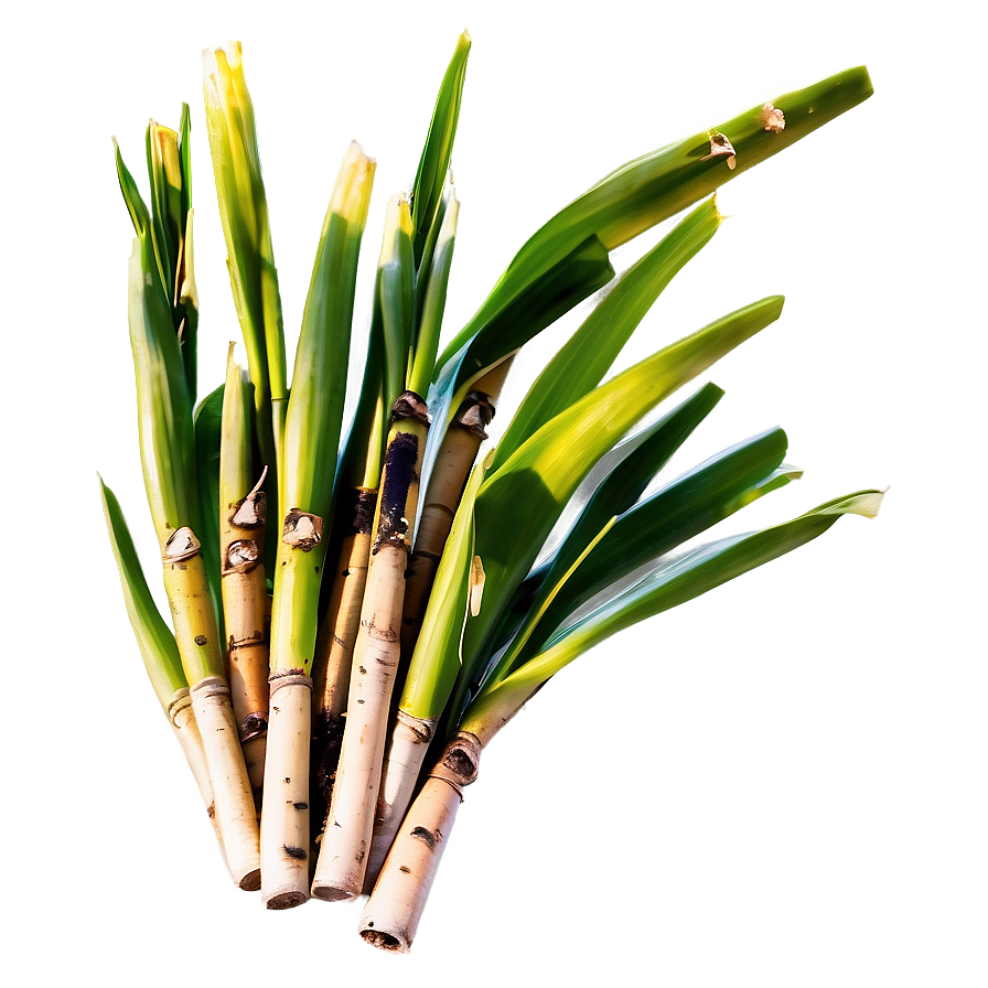 Organic Farm Fresh Sugarcane Png Liw