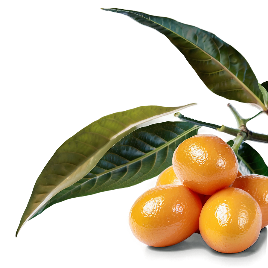 Organic Kumquat Png Edl