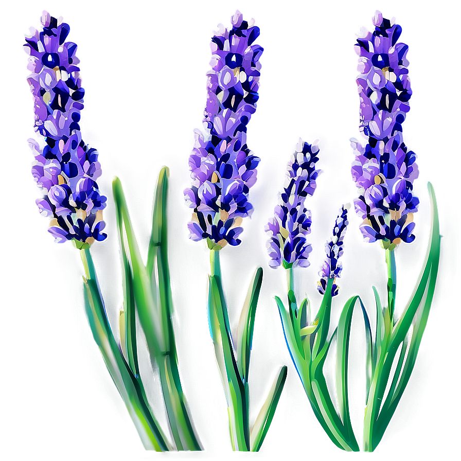 Organic Lavender Plant Png 06132024