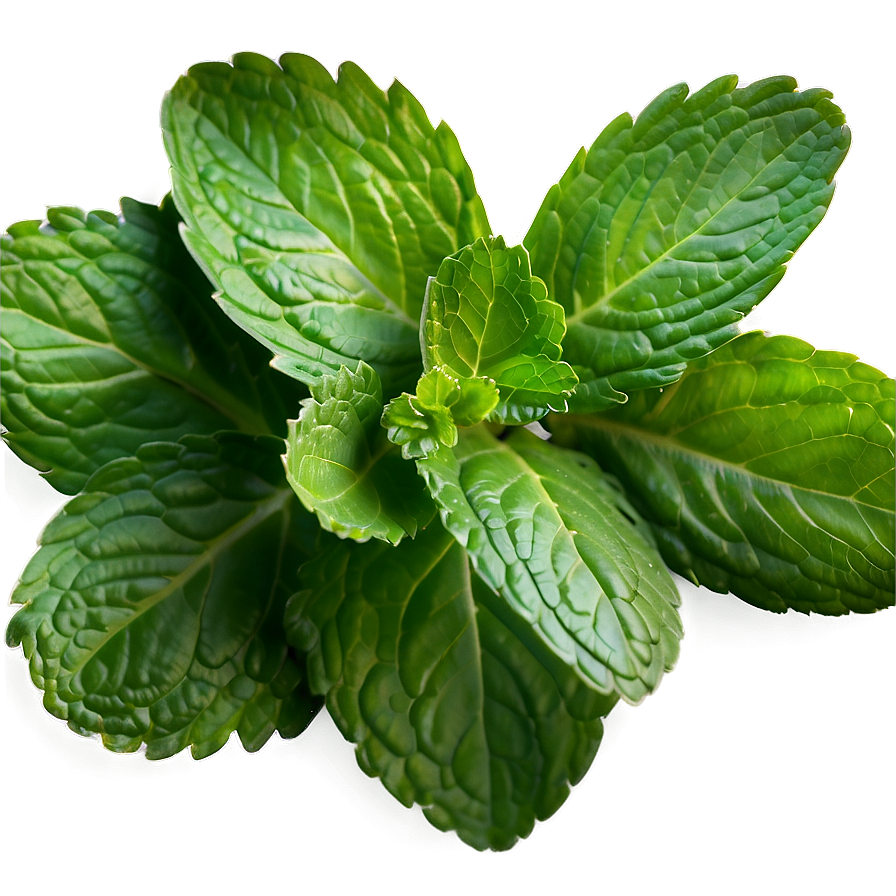 Organic Mint Leaves Png 06262024