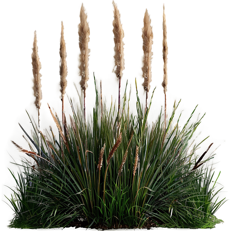 Ornamental Grass Patch Png Enu