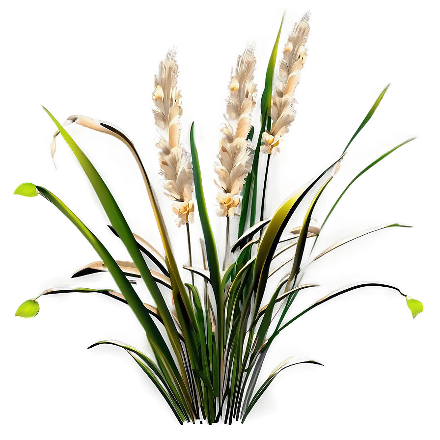 Ornamental Oat Grass Png 99