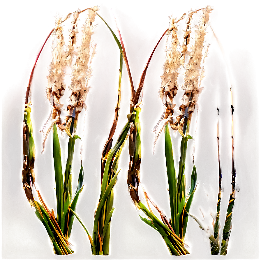 Ornamental Oat Grass Png Pop20