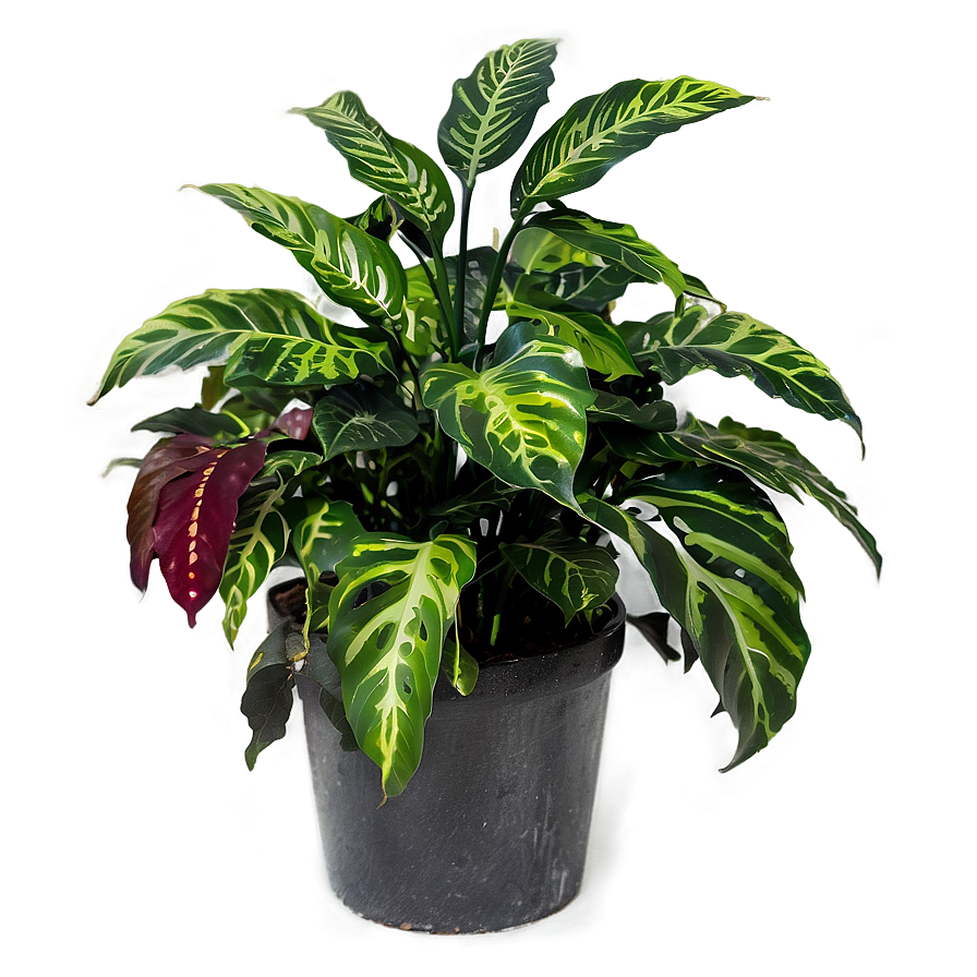 Ornamental Plants Png Joe