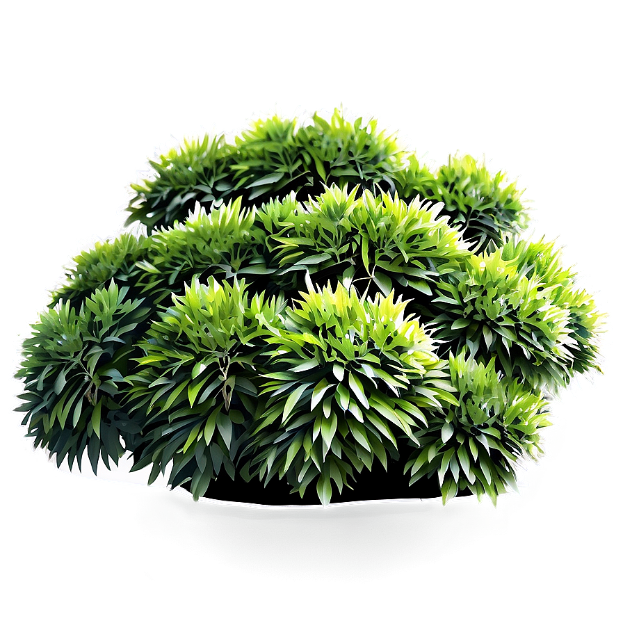 Ornamental Shrubs Png 56