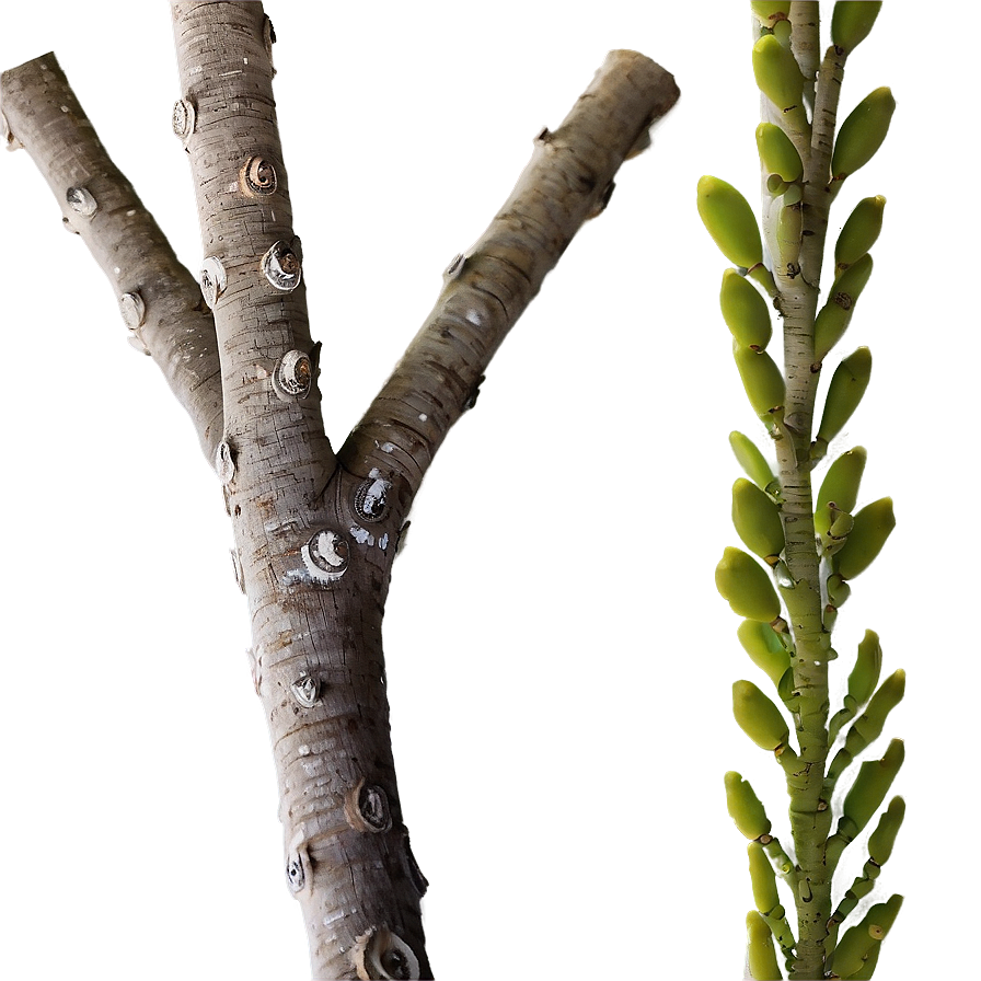 Ornamental Twig Png Lot