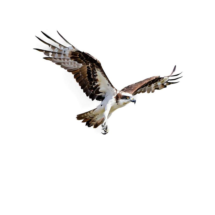 Osprey Bird Flying Png Tdy86