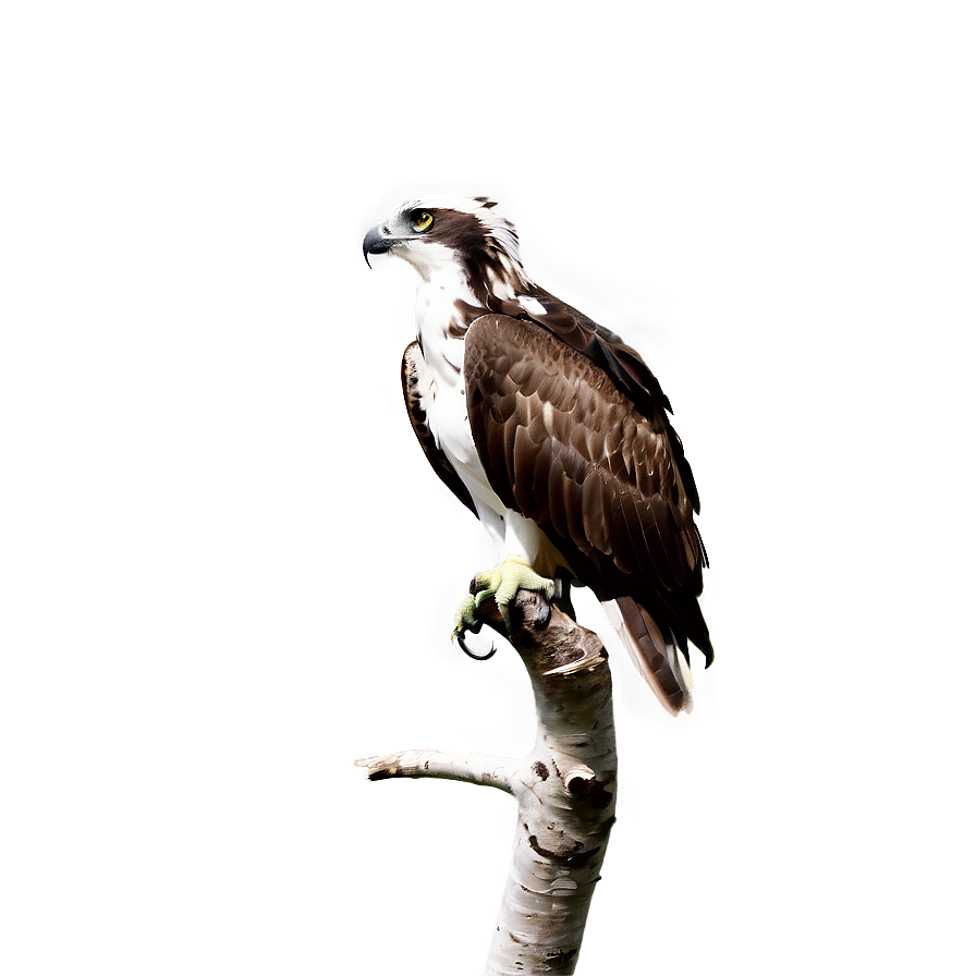 Osprey Calling Sound Png Uek