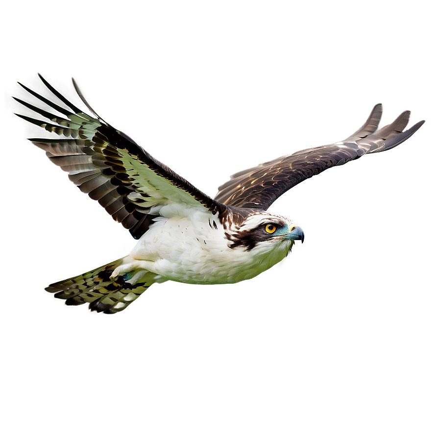 Osprey Glide In Sky Png Exf