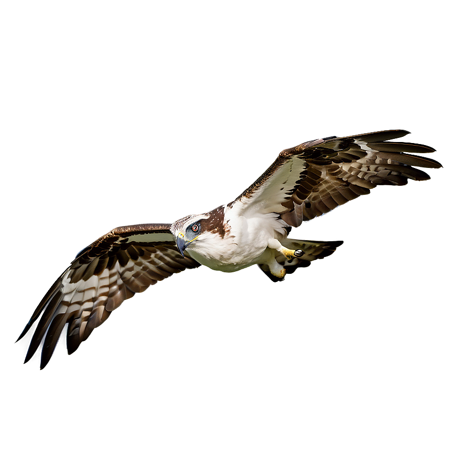 Osprey Glide In Sky Png Rwc50