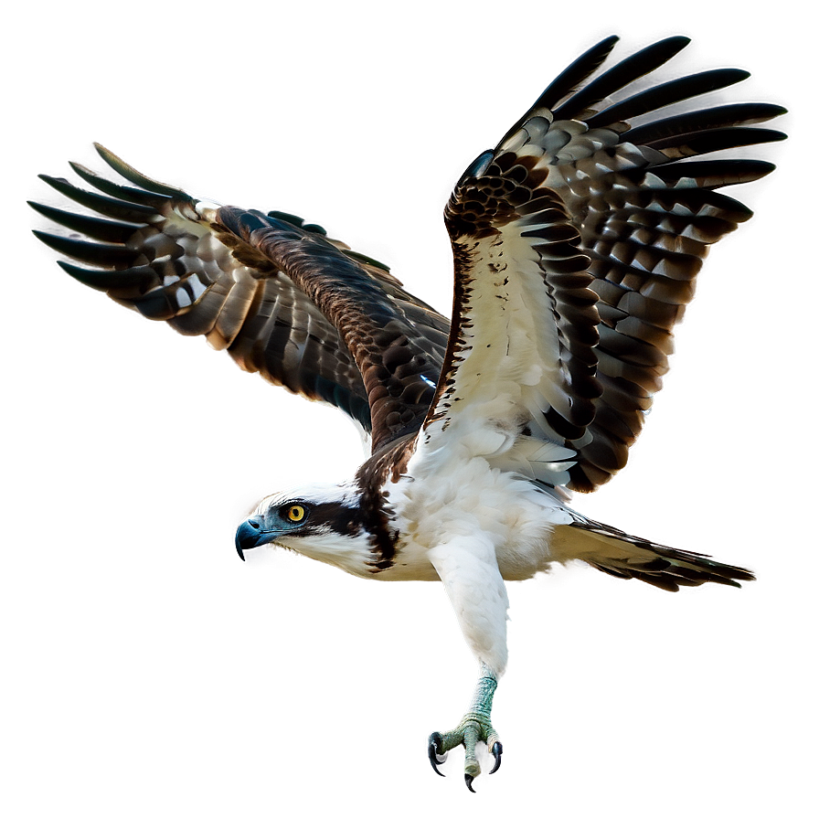 Osprey In Coastal Area Png 06292024