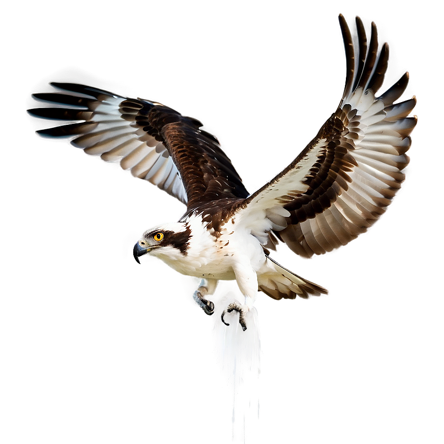 Osprey In Dramatic Lighting Png 67