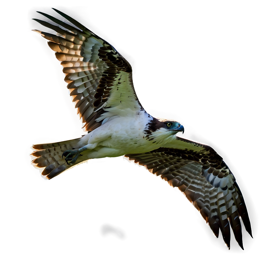 Osprey In Dramatic Lighting Png Jig4