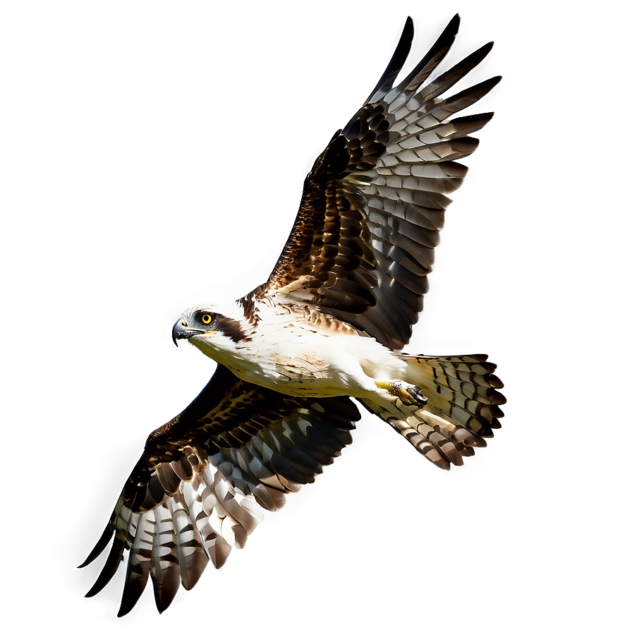 Osprey In Dramatic Lighting Png Xxx