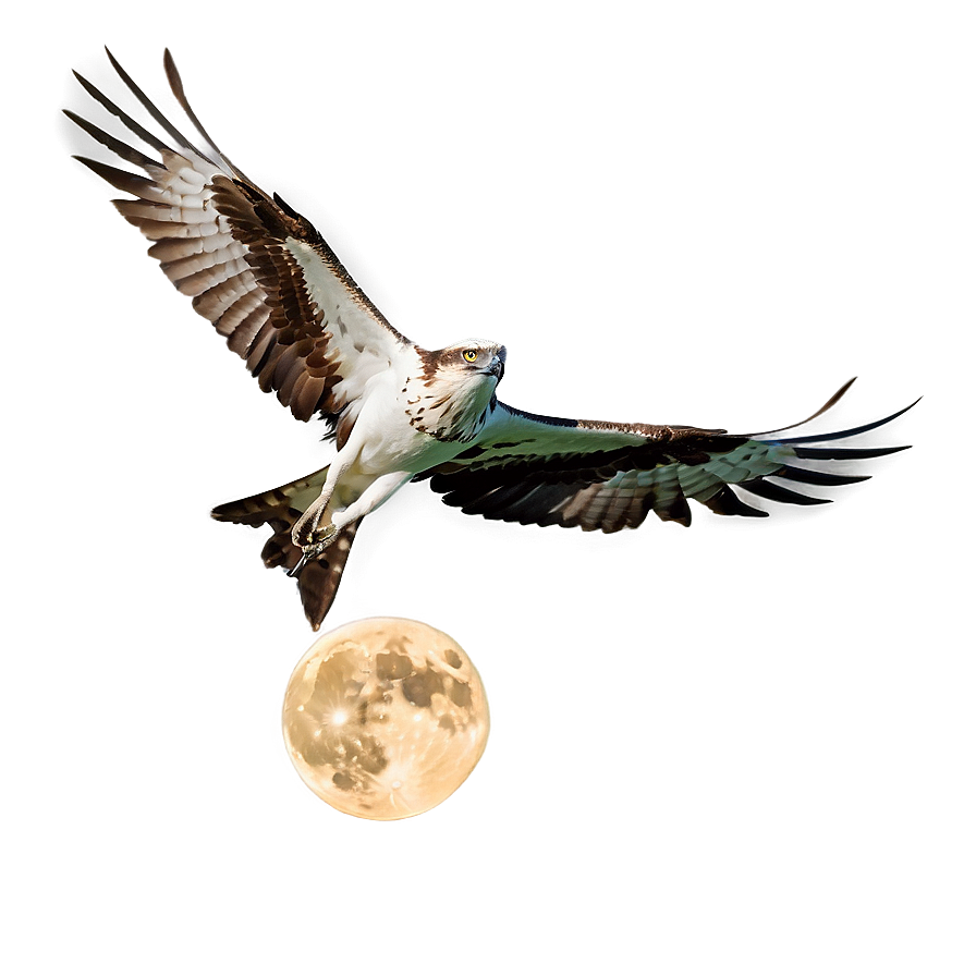 Osprey In Flight Against Moon Png Ggl84