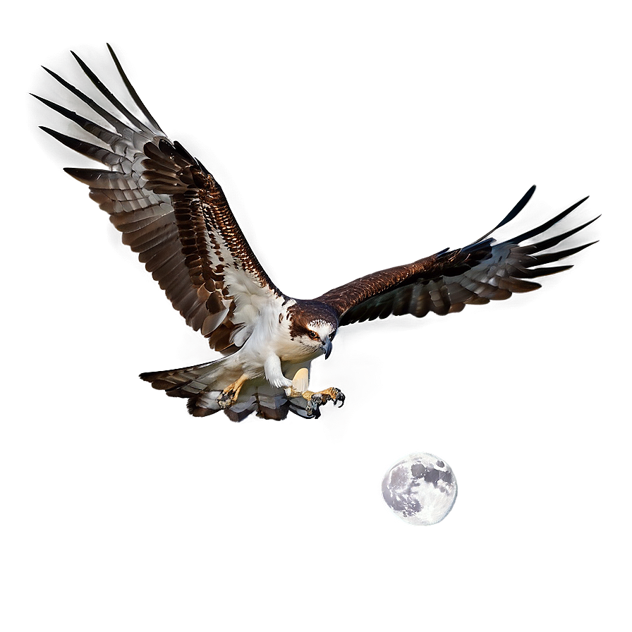 Osprey In Flight Against Moon Png Hfd