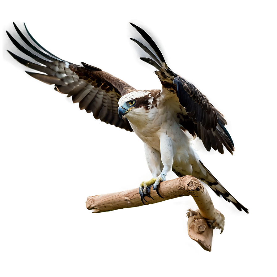 Osprey In Mid-scream Png 79