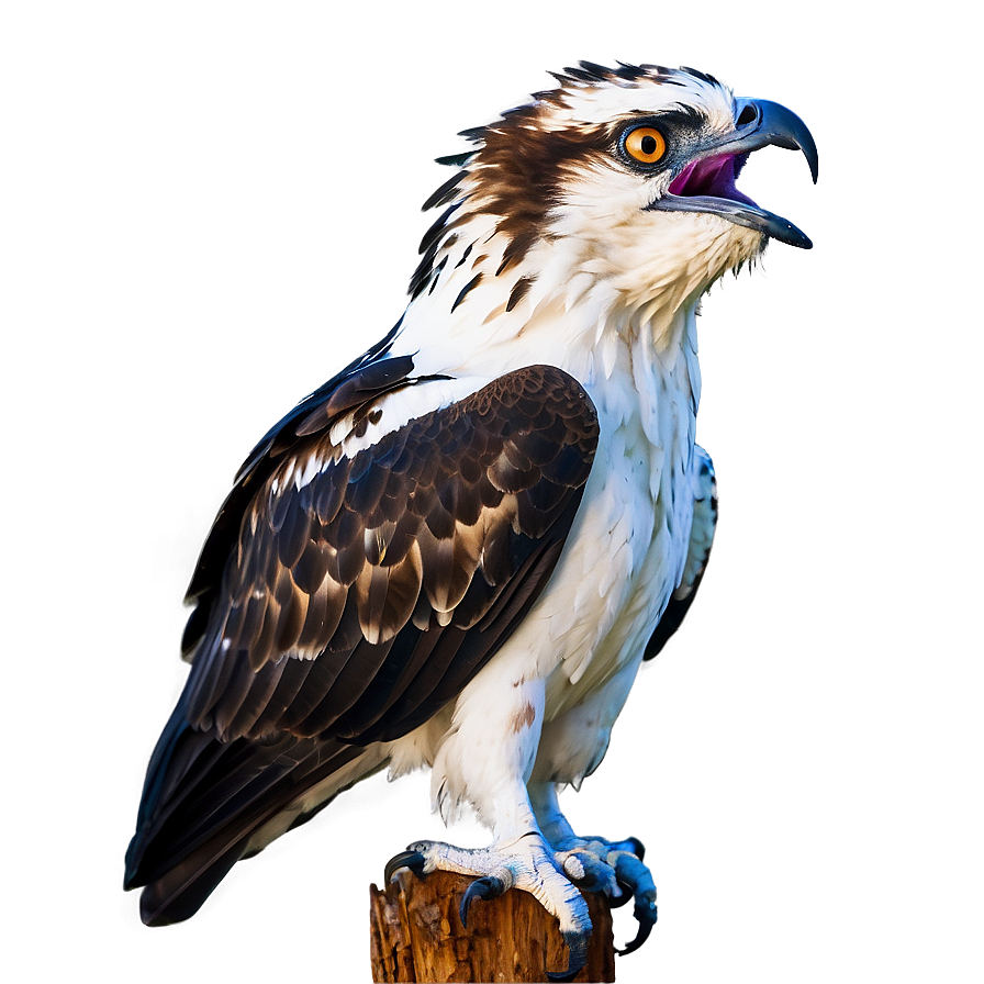 Osprey In Mid-scream Png Vtu