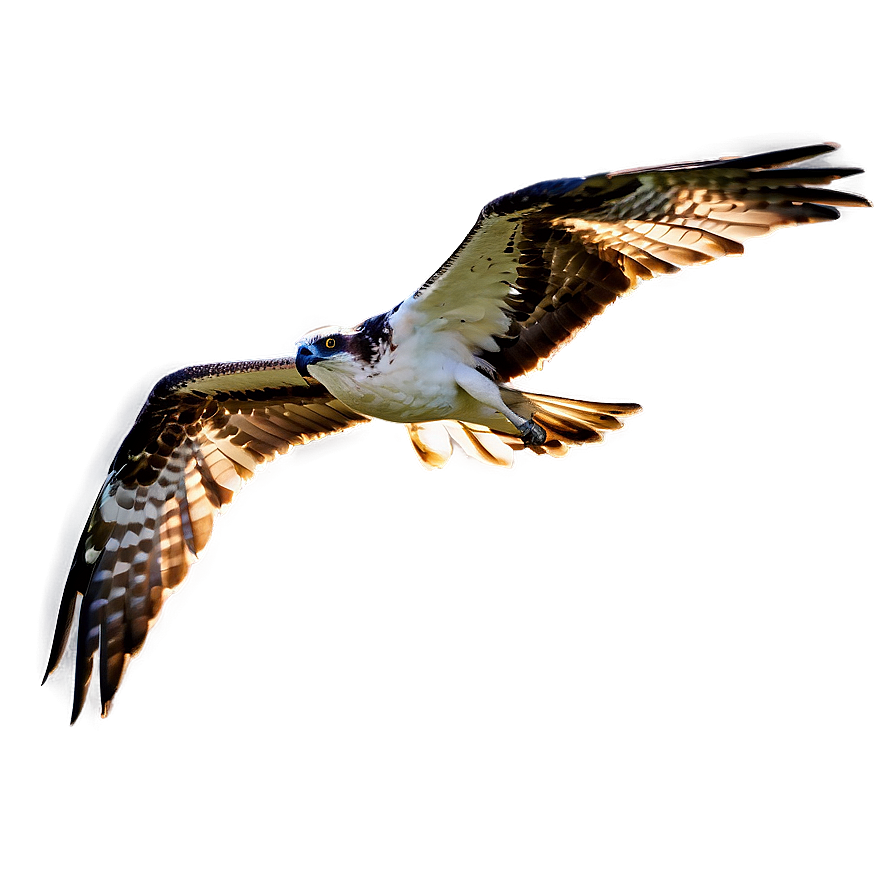 Osprey In The Golden Hour Png Vor94