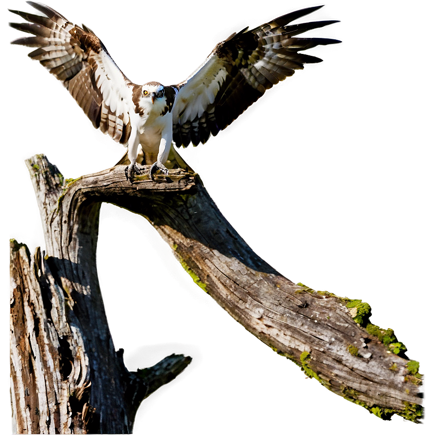 Osprey Landing On Tree Png 54