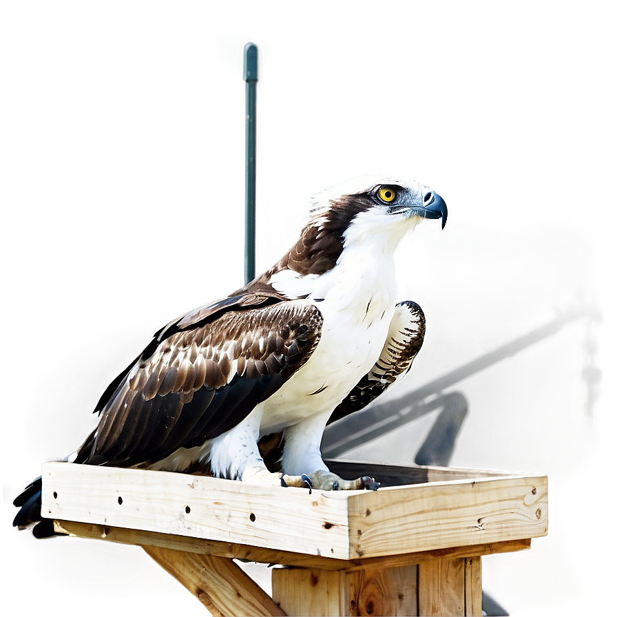 Osprey Nest Protection Png 4