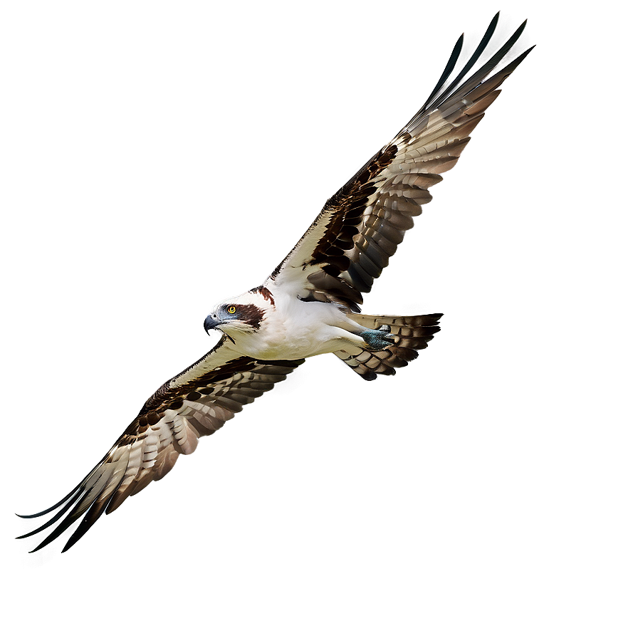 Osprey On The Hunt Png Uvo88