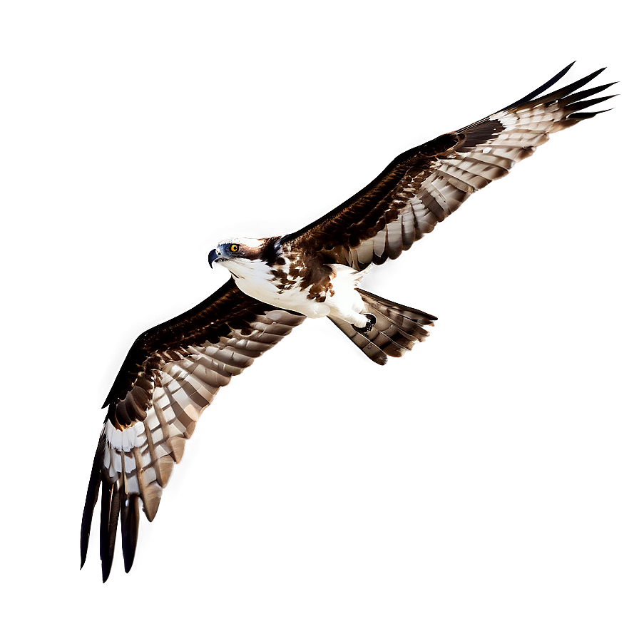 Osprey Silhouette At Dawn Png Dni