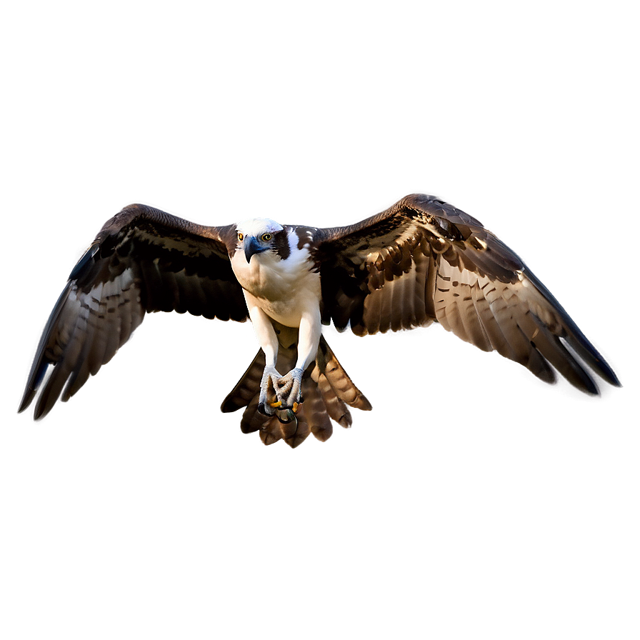 Osprey Silhouette At Dawn Png Fpa30