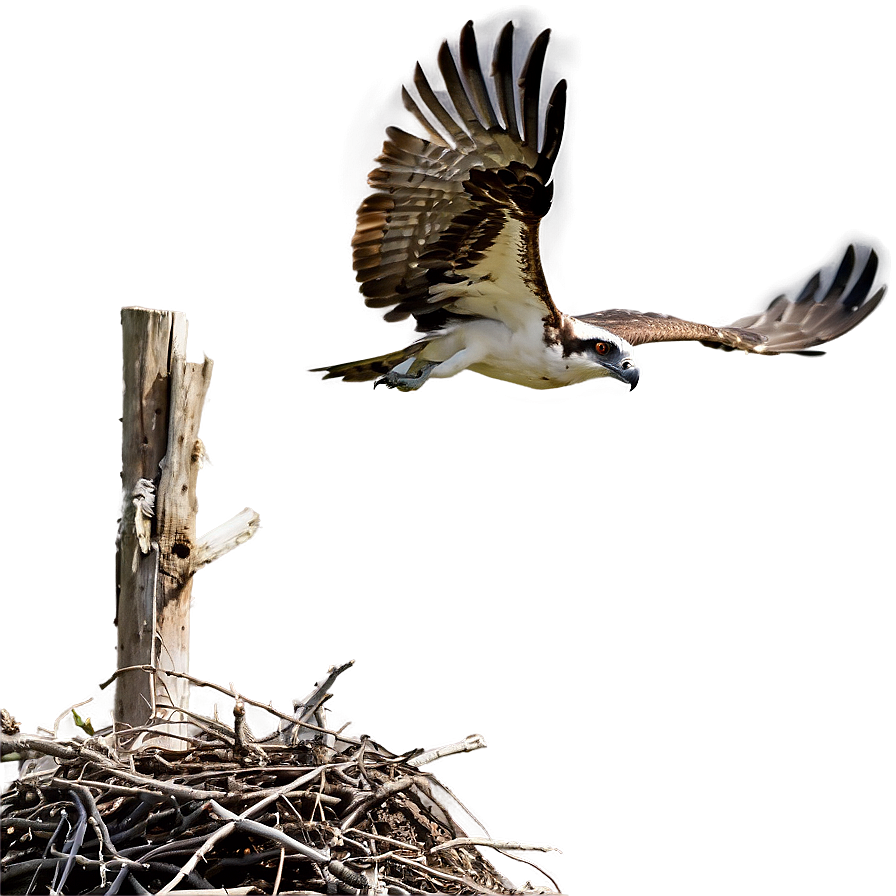 Osprey Taking Off From Nest Png 14