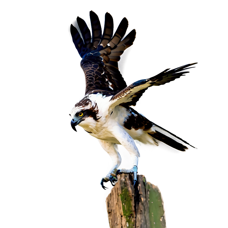 Osprey With Fish In Talons Png 61