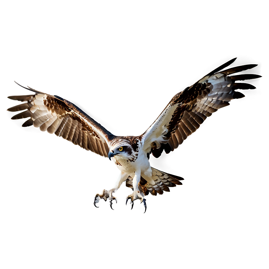 Osprey With Wings Spread Png 06292024