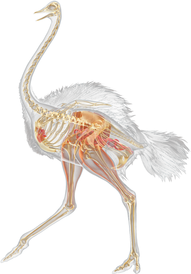 Ostrich Anatomy Illustration