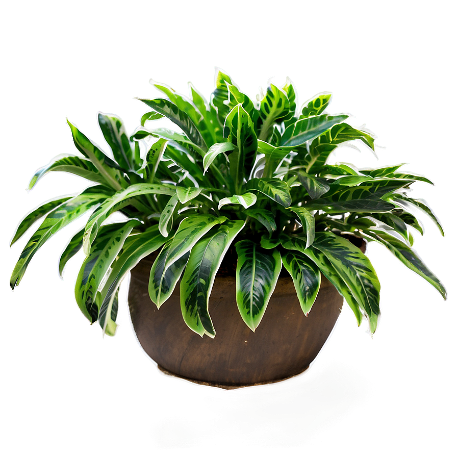 Outdoor Plants Png 05042024