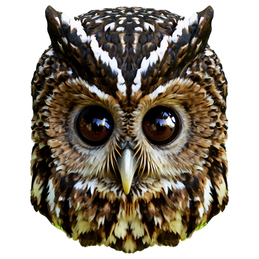 Owl Beak Png Nnw77