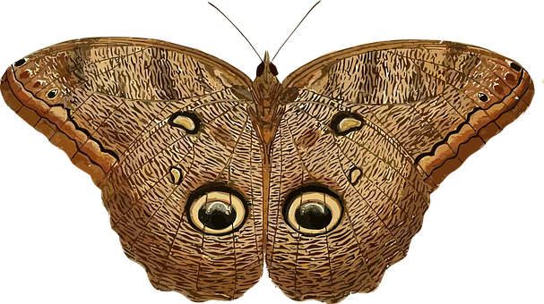 Owl Eyed Butterfly Spread Wings