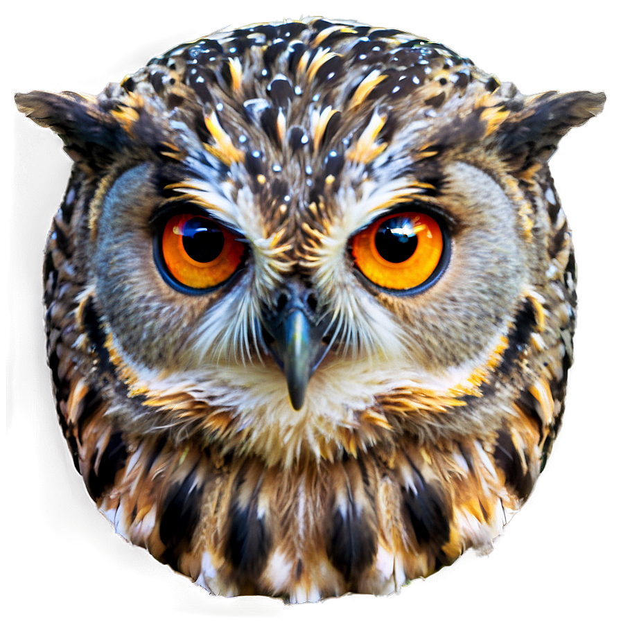 Owl Face Png 23