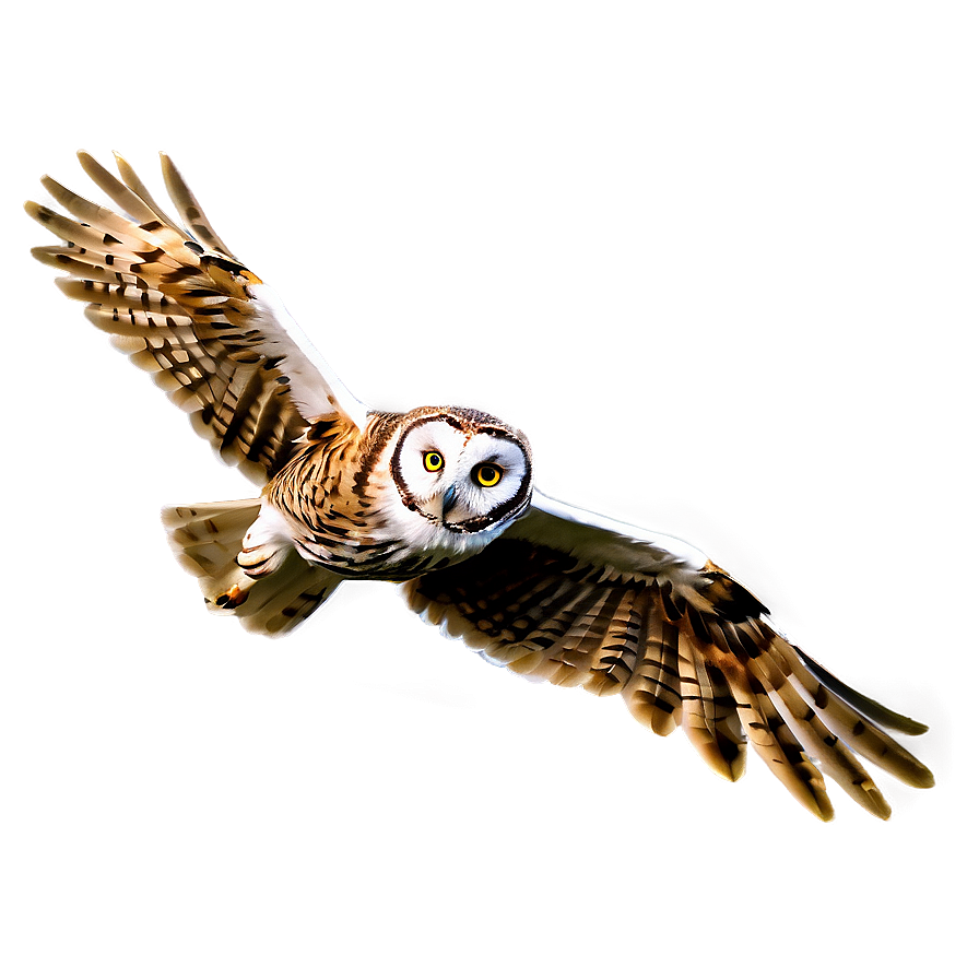 Owl In Flight Png Mkn