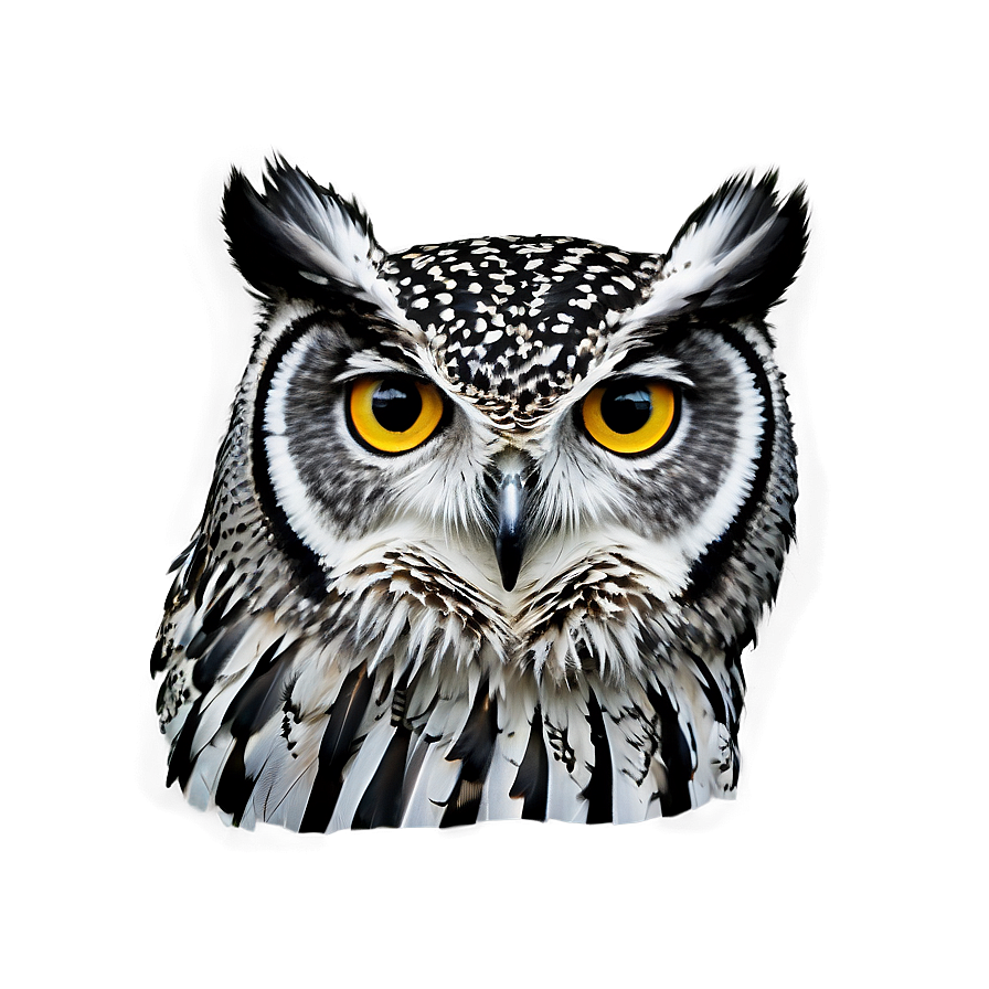 Owl Profile Png 61