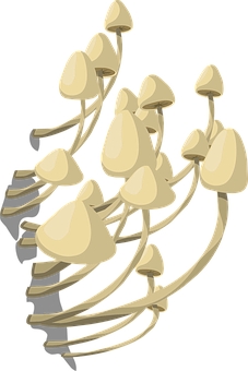 Oyster Mushroom Cluster Illustration